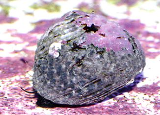 Cyano Grazing Snail