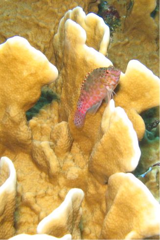 Fish in Coral