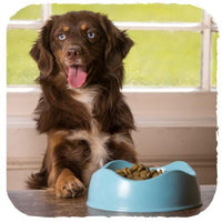 beco bowls for pets