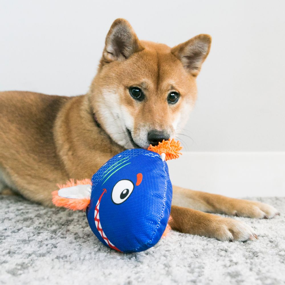 kong fish dog toy