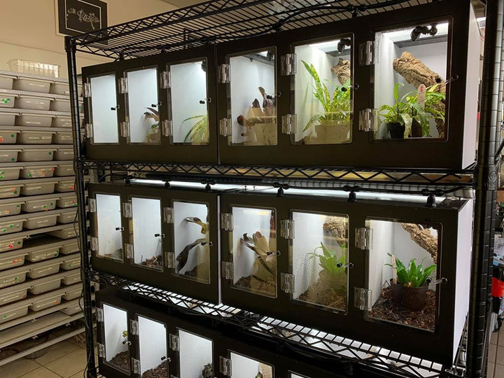 PVC Reptile, Invertebrate, Gecko, Snake, Cages - D.W.Geckos & Terraria