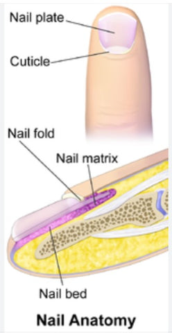 Diagram of the parts of the nail