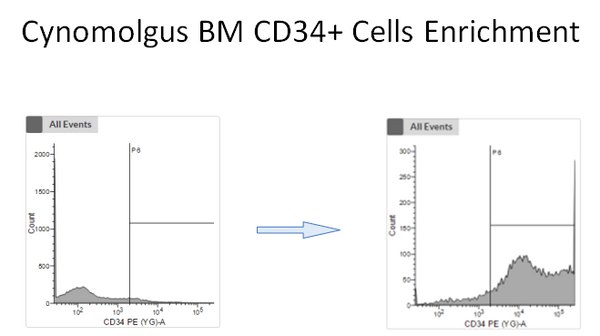 before and after CD34 cell enrichment