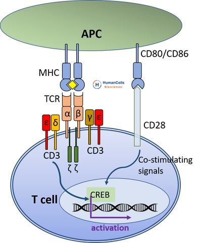 Human Cord Blood Cd3 T Cells Pure And Viable Humancellsbio Com Humancells Bio