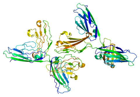 CD56, NK cells, natural killer cells