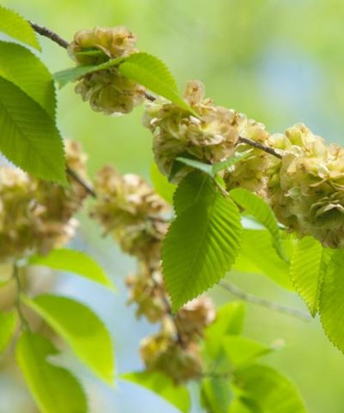 Wych Elm - Ulmus glubra - Trees to Plant