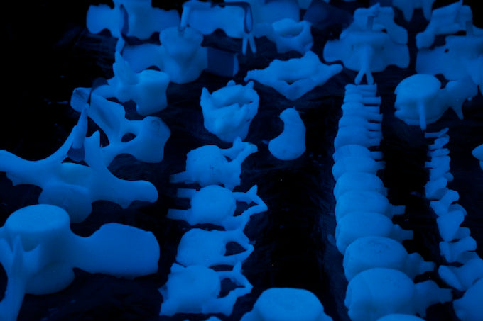 Close up of beluga whale glowing bones