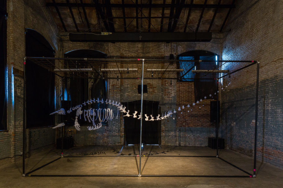 Beluga Whale Skeleton Suspended