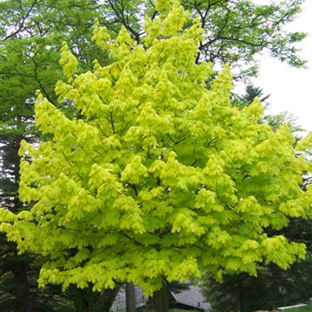 Acer platanoides 'Princeton Gold'