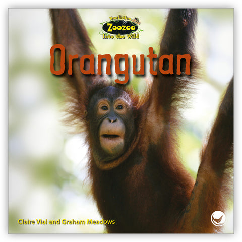 Orangutan