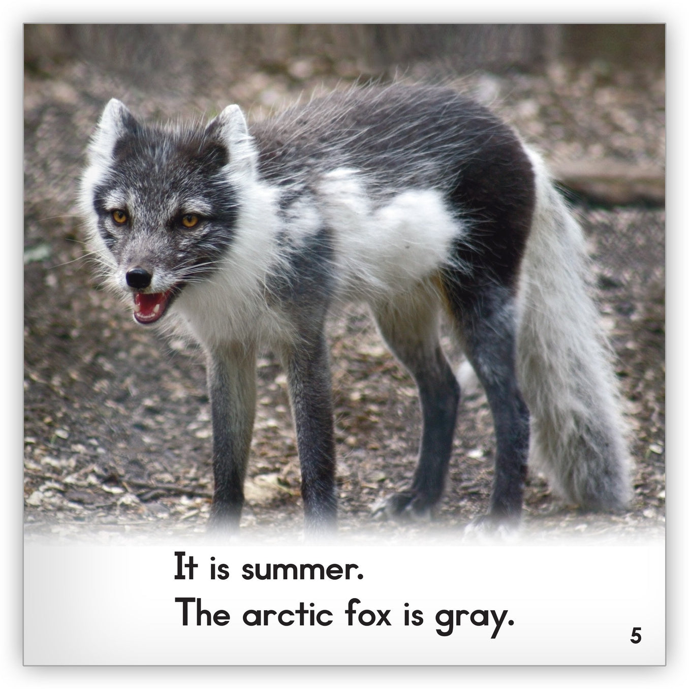 Arctic Fox - Zoozoo Animal World - Hameray Publishing