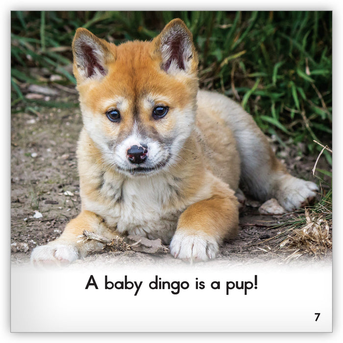 Dingo Zoozoo Animal World Hameray Publishing