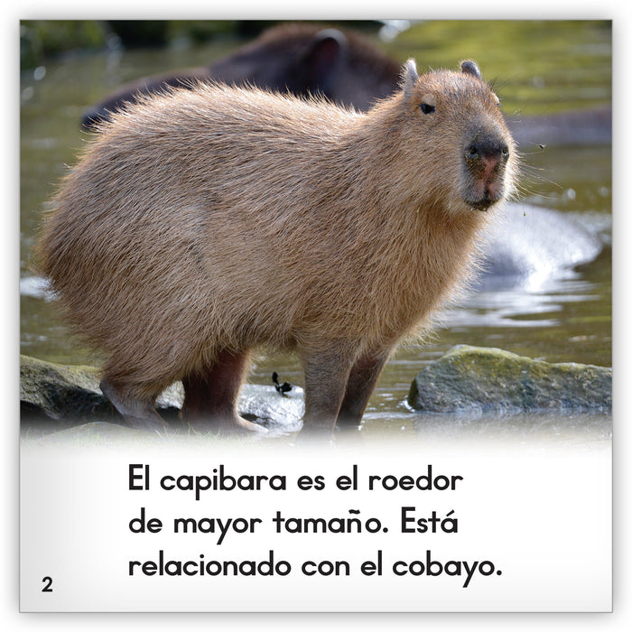 El capibara - Zoozoo Mundo Animal - Hameray Publishing