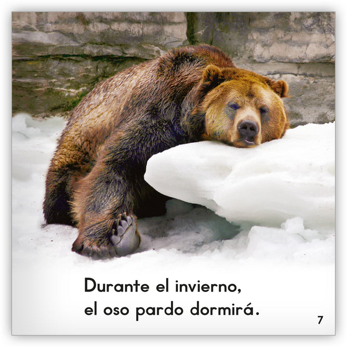 El Oso Pardo Zoozoo Mundo Animal Hameray Publishing