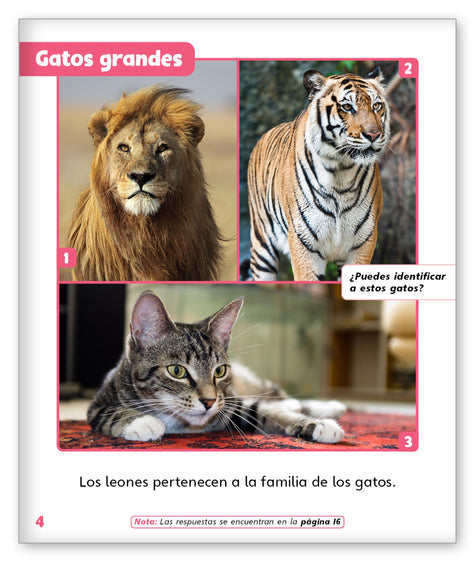 Leones - Mundo de los Cuentos Mundo Real - Hameray Publishing