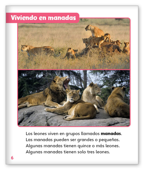 Leones - Mundo de los Cuentos Mundo Real - Hameray Publishing