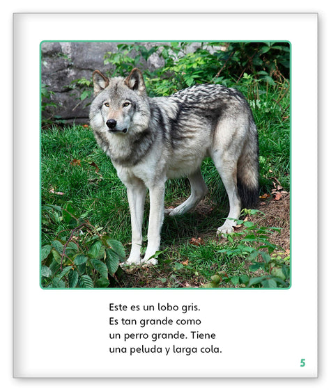 Lobos salvajes - Mundo de los Cuentos Mundo Real - Hameray Publishing