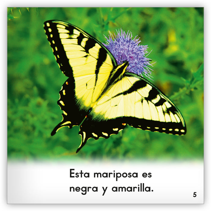 La Mariposa Zoozoo Mundo Animal Hameray Publishing - 