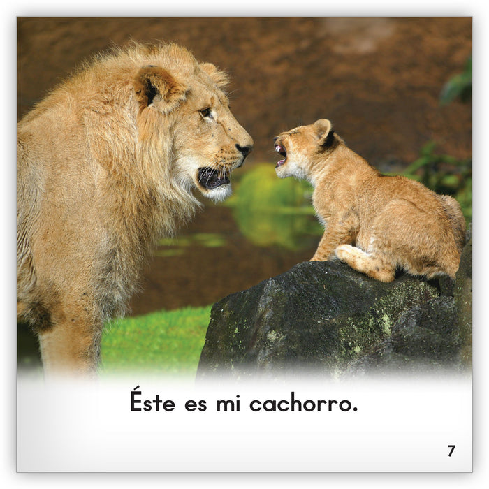 Los leones - Zoozoo En La Selva - Hameray Publishing