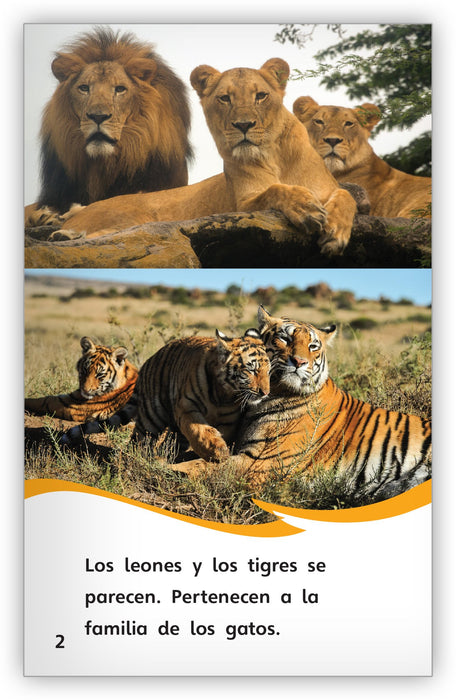 Los tigres y los leones: parecidos y diferentes - Fábulas y el Mundo Real -  Hameray Publishing