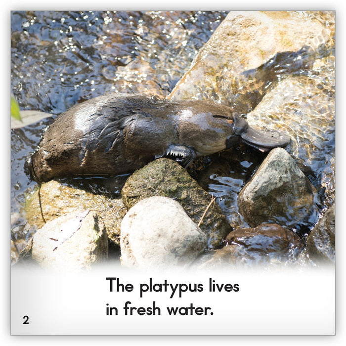 platypus in zoo