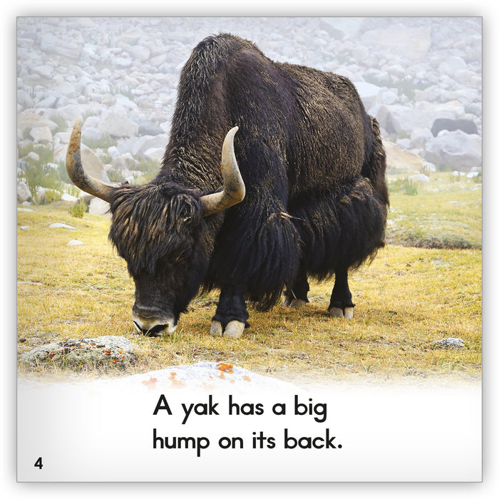 Yak - Zoozoo Animal World - Hameray Publishing