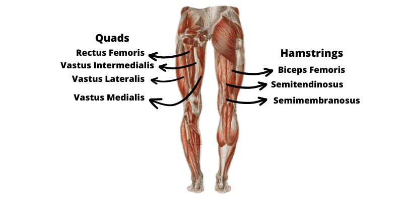 Leg Press Muscles Worked: Quads and Hamstrings