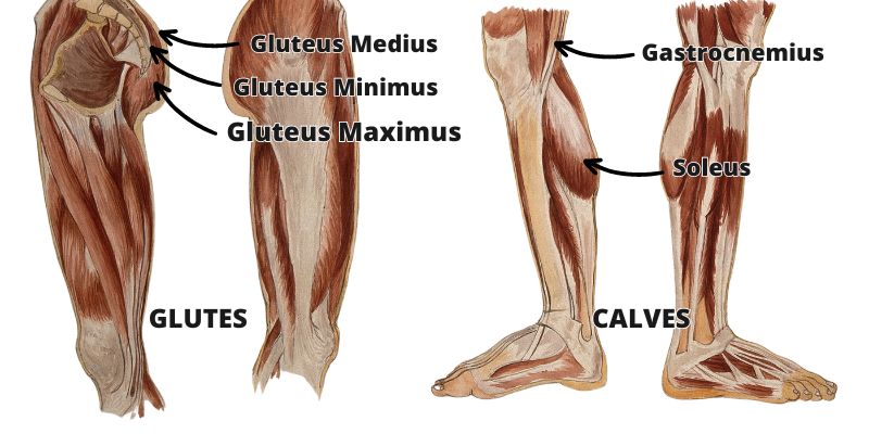 Leg Press Muscles Worked: Glutes and Calves