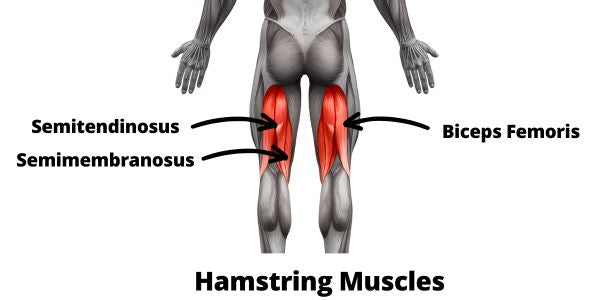 Leg Curl Muscles Worked: Hamstring Muscles Anatomy