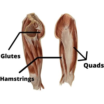 Primary Muscles Worked by Hip Thrusts