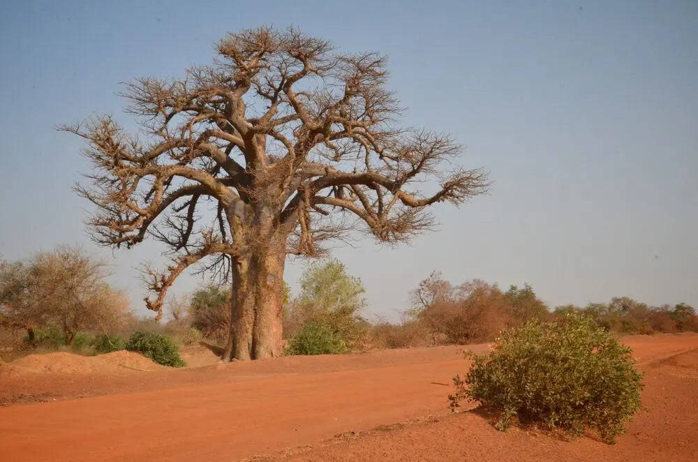 Geography of Burkina Faso