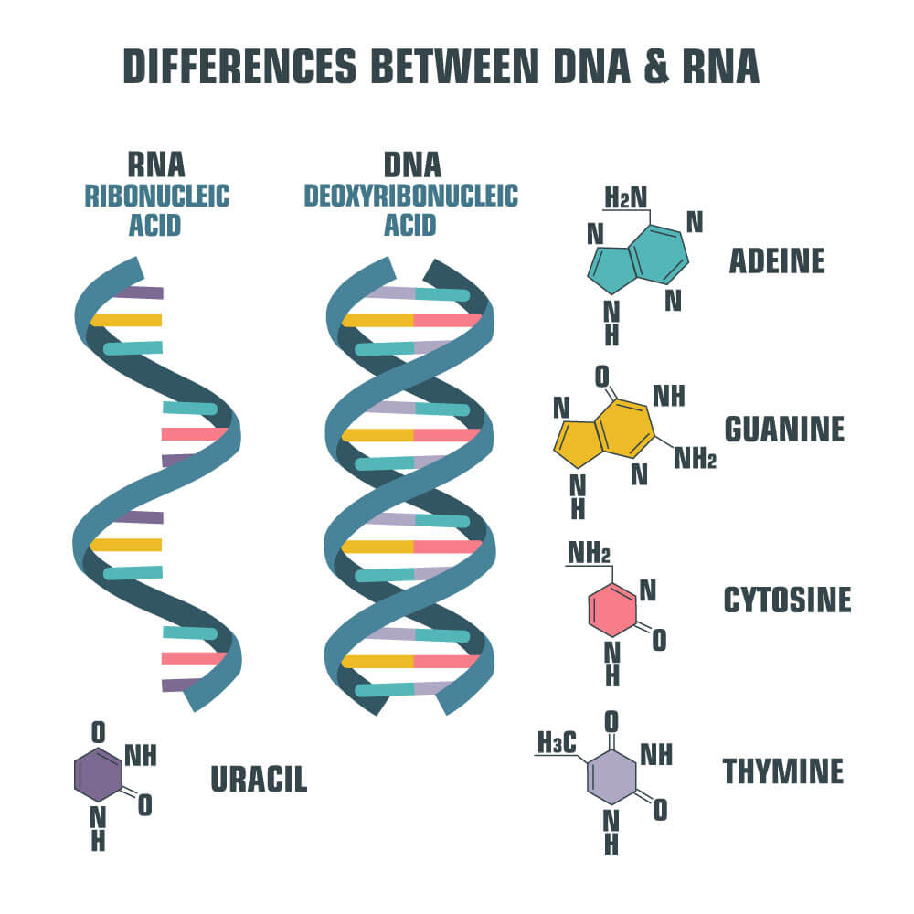 A diagram explaining the difference between RNA & DNA