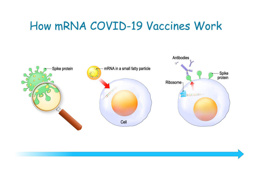 Diagram showing how RNA vaccines work