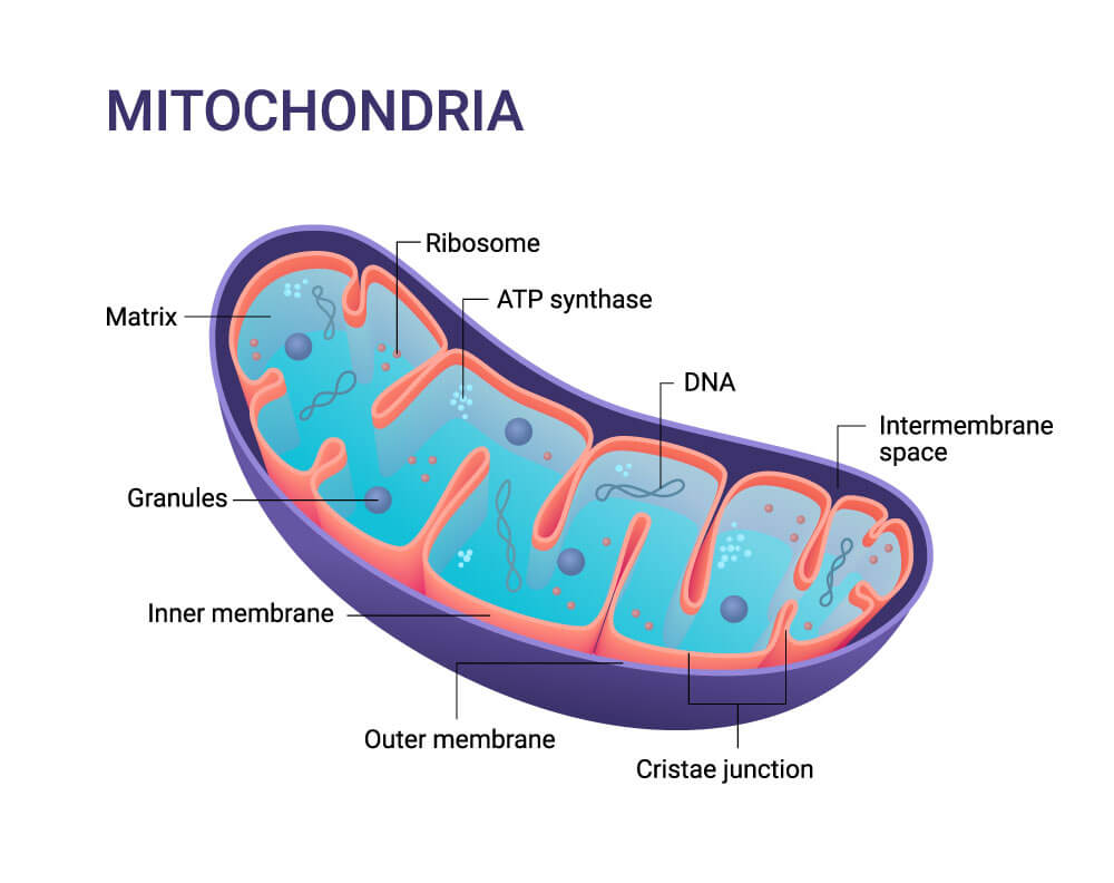 Graphical display of a Mitochondria with labels of the different parts.
