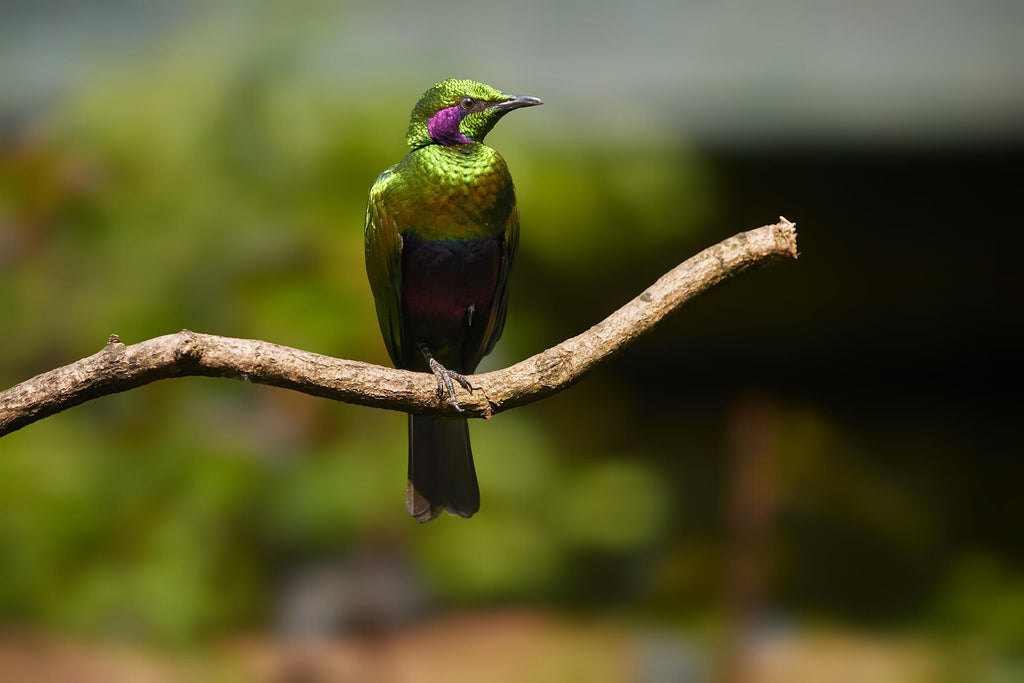 Isolated metallic green Sierra Leone bird