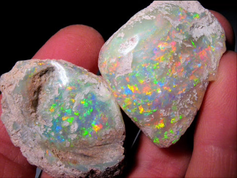 fully opalised precious opal shells