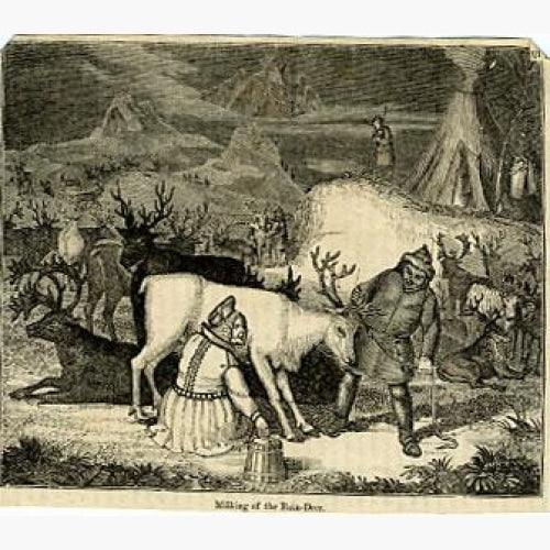 Antique Print, Milking of the Rein-Deer, c. 1880 – KittyPrint
