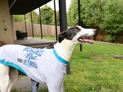 Beetlejuice the greyhound wearing a grey & blue Rescued Not Retired Hound-Tee