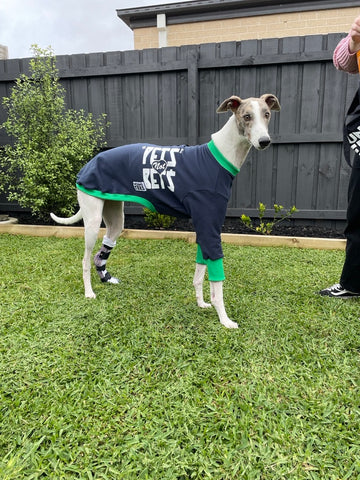 Fernando the greyhound with a leg brace wearing a navy with blue trim Pets Not Bets Hound-Tee