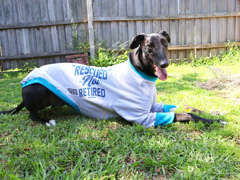 Freddie the greyhound wearing a grey & blue Rescued Not Retired Hound-Tee