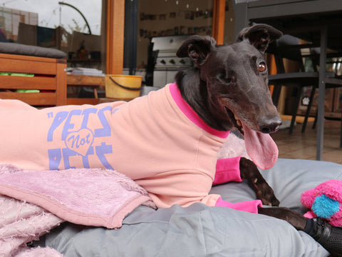 Gracie the Greyhound with one eye in a pink Pets Not Bets Hound-Tee, lounging on her bed