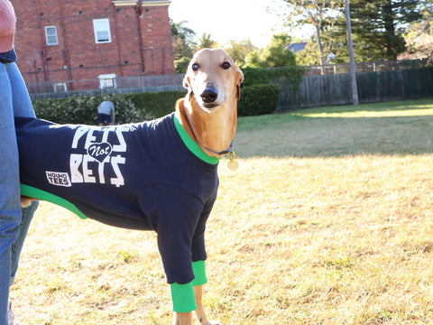 Joshua the greyhound with low vision wearing a navy Pets Not Bets Hound-Tess