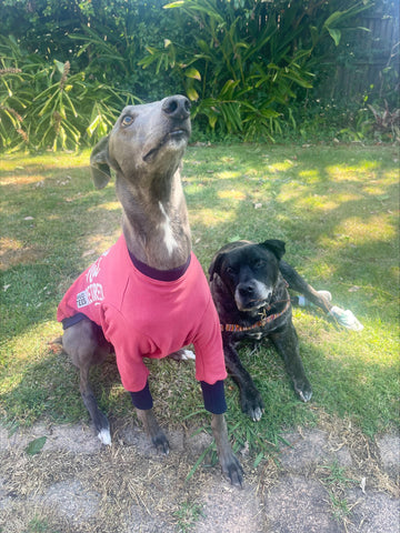 Lokie the greyhound and Nugget the crossbreed. Loki wears a red Rescue not Retired Hound-Tee