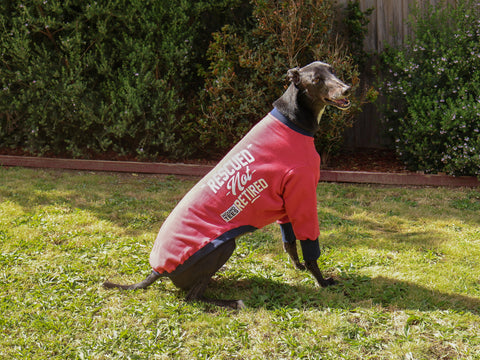 Manny the greyhound with a stub tail wearing a red Rescued Not Retired Hound-Tee