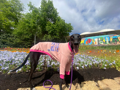 Scout the greyhound wearing a pink Pets Not Bets Hound-Tee