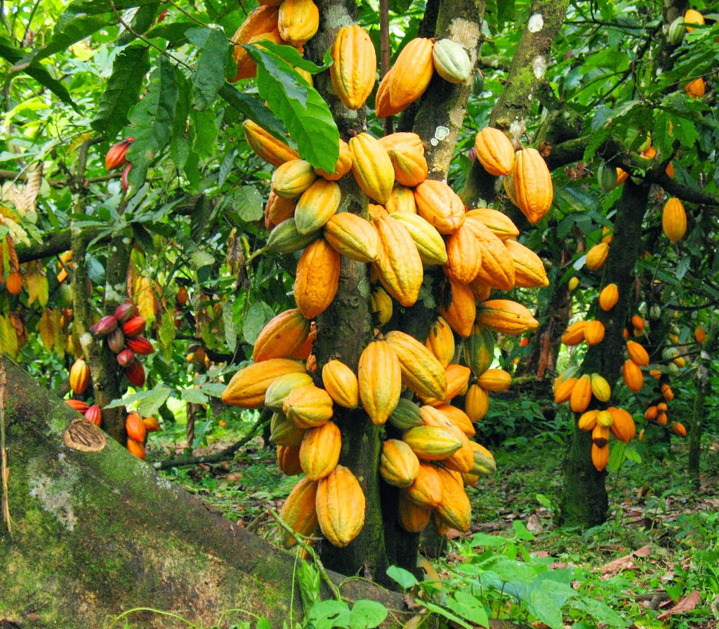 Cocoa Tree