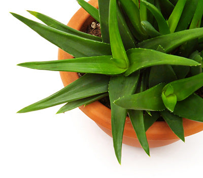 Aloe Vera Plant