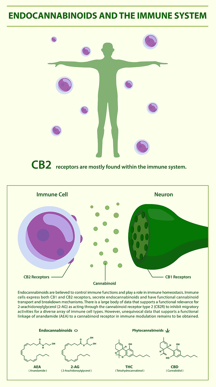 Endocannabinoids and the Immune System