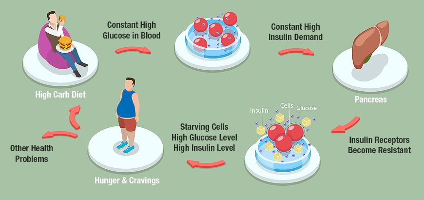 Insulin Resistance Cycle
