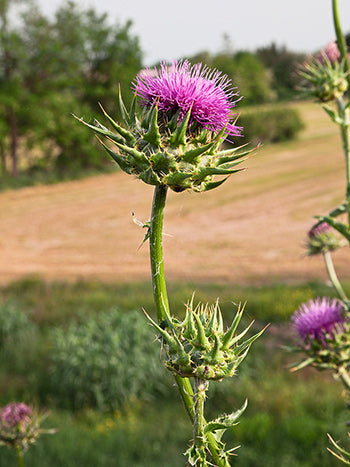 Milk Thistle